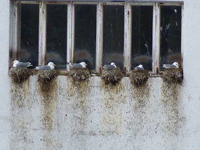 Gulls on old fish factory
