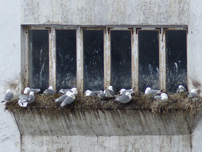 nesting gulls