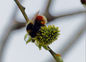 Big red bee on birch