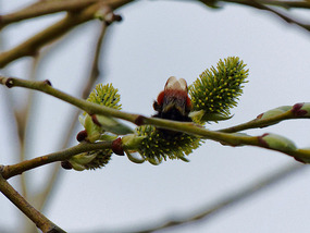 Big red bees on birch