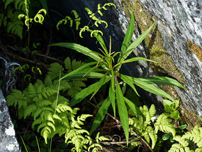 fresh spring leaves-Alta