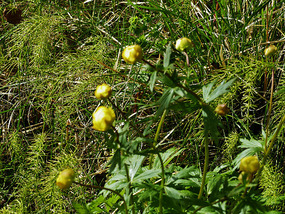 Globe flower-wild ranunculus