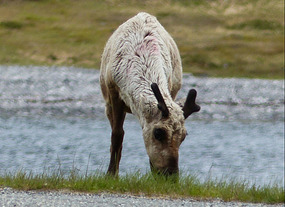 Reindeer