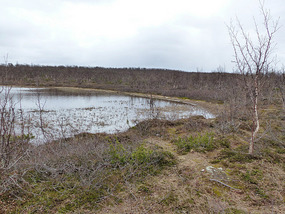 Bog