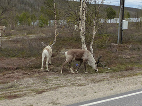 Finish reindeer