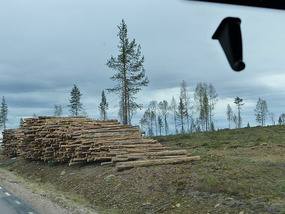 making use of all those trees