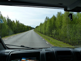 More Swedish trees