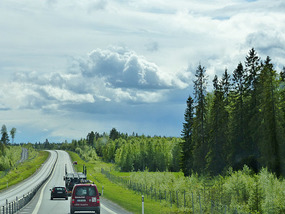 Sweden - trees!