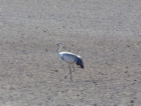 crane