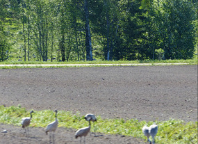 Cranes