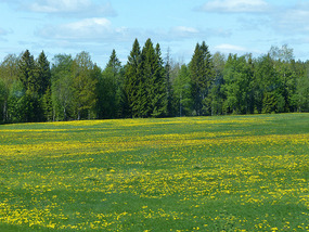dandelion meadow and trees
