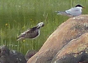 Can't identify big bird