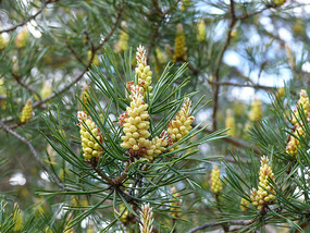 Spring spruce