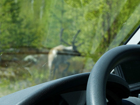 view- wild swedish reindeer
