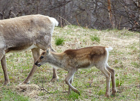 view- baby reindeer