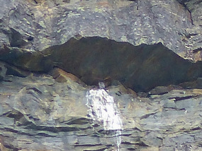 Is this a baby peregrine/