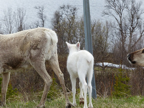 Pink ears & feet-albino?