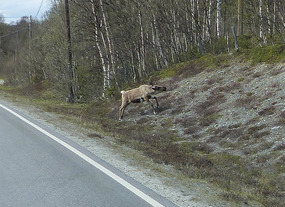 Swedish domesticated reindeer