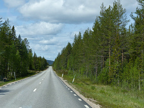 Trees and view