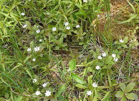 Alpine flowers