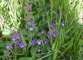 heartsease