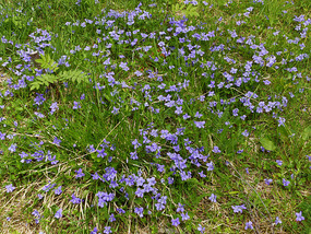 Wild violets
