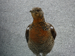 Female capercaillie