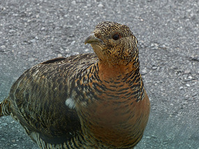 Close up of capercaillie