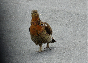 Female Capercaillie