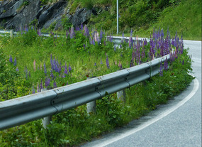 Wild alpine lupins