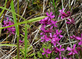 Some sort of pinks