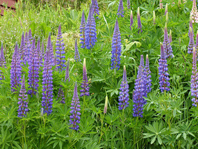 Wild lupins