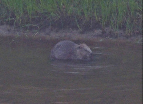 Beaver at dusk!