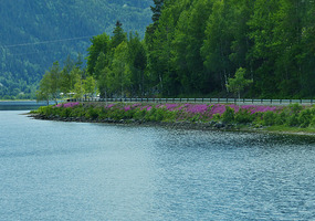 Flowers round lake