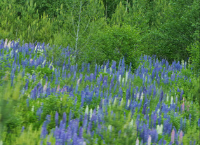 Wild lupins- are everywhere