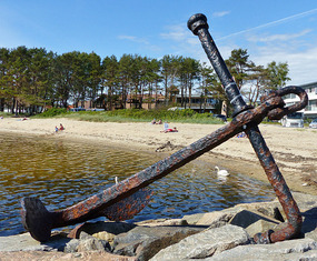 Swans by beach