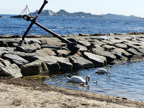 Swans in salt water