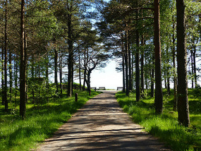 Through the woods
