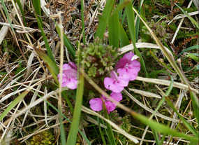 Bog flower