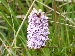 orchid