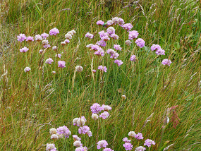 sea thrift