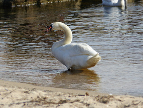 Big swan
