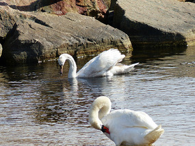 swans