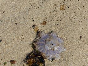 Ugh - jellyfish