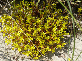 Biting stonecrop