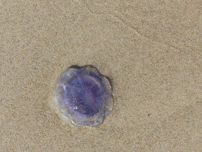 can a jellyfish be pretty?