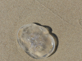 jelly fish