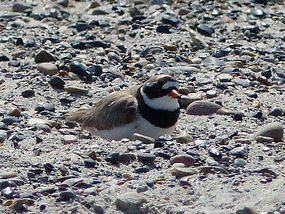 Ringed plover on nest?