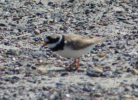 Ringed plover