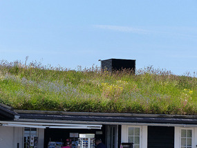 Roof needs mowing